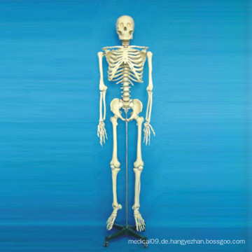 Hochwertige medizinische Anatomie Skeleton Körper Modell (R020102)